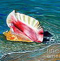 The Seashell