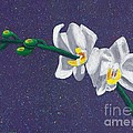 White Orchids on Dark Blue