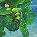 Sea Grapes