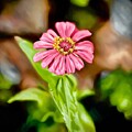 Zinnia 