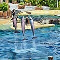 Dolphins Leaping High