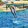 Dolphins Leaping Out Of Water