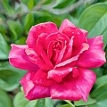 Pink Rose